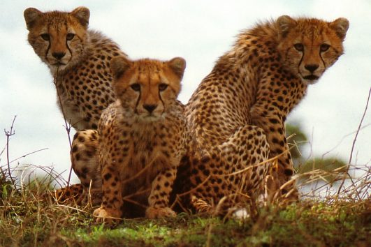 Kenya